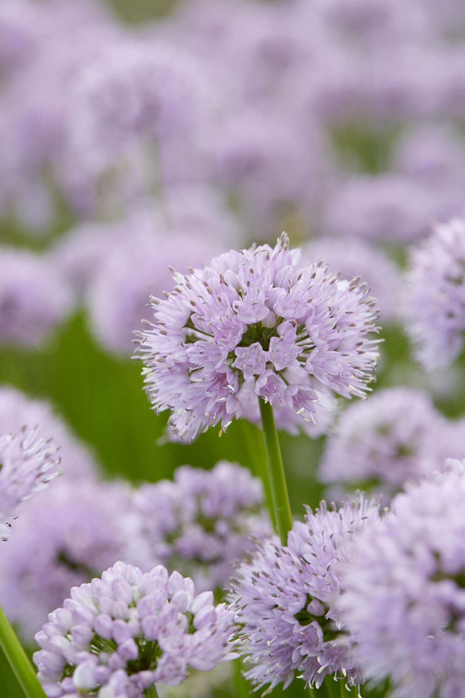 Allium 'Summer Beauty'